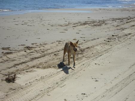 Ein Dingo