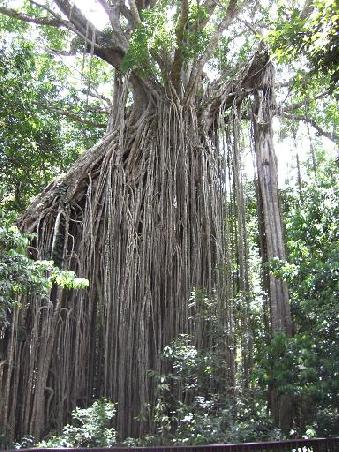 Fig Tree