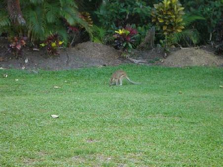 Wallabie