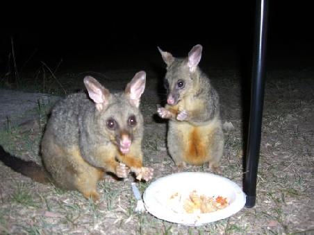 Niedliche Possums
