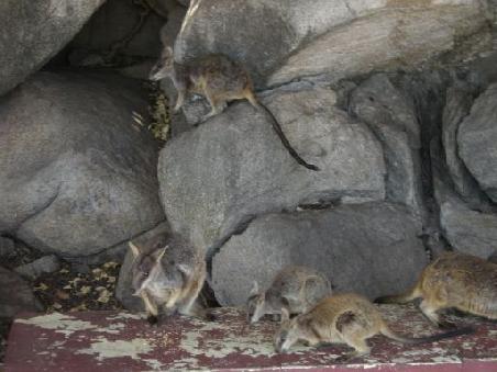 Wallabies in freier Natur
