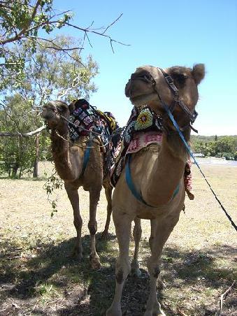 Camels