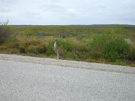 Die ersten lebendigen Kangaroos