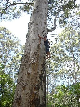 Woody beim Tree Climbing