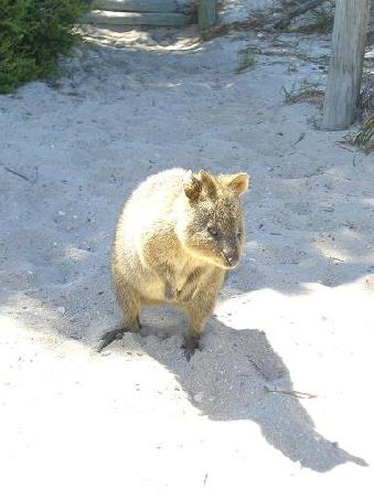 Quakkas, die Bewohner von Rottnest. Eine Mischung zwischen Ratte und Wallabie.