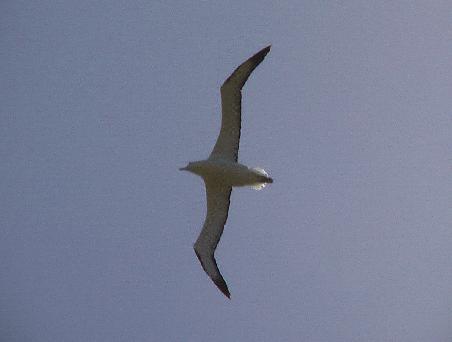 Albatross in Otago Peninsula