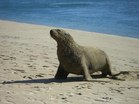 Sea Lion am Surat Bay