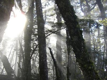 Morgensonne durch Nebel und Wald.