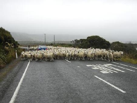 Die Strasse voll besetzt mit tausenden von Schafen,