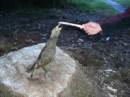 Ein Kea, New Zealands Papageien