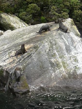 Seals waerend der Botsfahrt