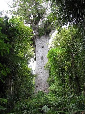Der groesste noch stehende Kauri Tree in Neuseeland, hat einen Durchmesser von 5 Metern und ist 60 Meter hoch .... ein Monsterbaum