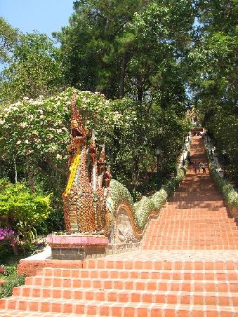 Die sehr lange Treppe zum Doi Suthep
