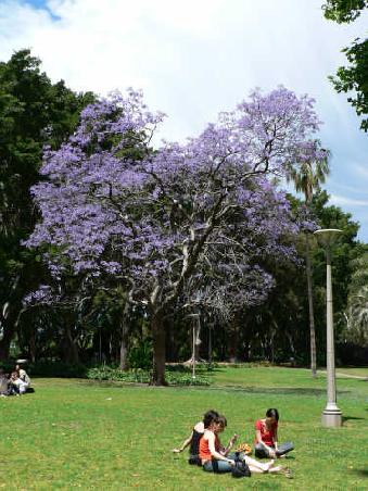 purpur bluehende Baeume im Hyde-Park