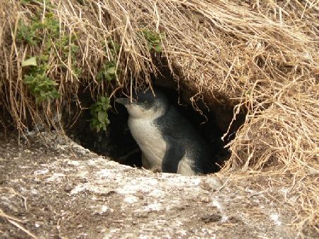 das dazugehoerige lebende Exemplar, welches zur kleinsten Art der Pinguine gehoert