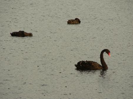 schwarze Schwaene auf dem Swan Lake