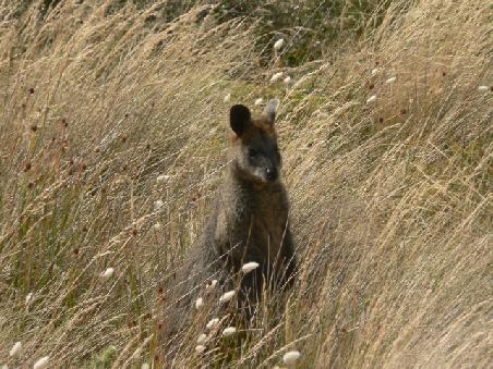Augen auf beim Wandern! Sowas drolliges, kleines und suesses sitzt dann ploetzlich wenige Meter neben einem, wenn man aufmerksam durch die Natur spaziert.