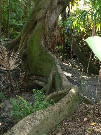 Baum in der Fern Gully (Farn-Garten)