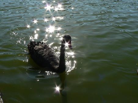 schwarze Schwaene im Ornamental Lake