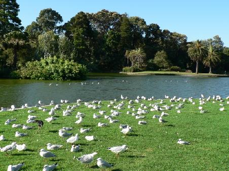 Moeven sonnen sich auf den Wiesen neben dem Ornamental Lake