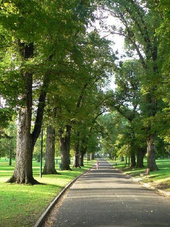 aelteste und schoenste Ulmenallee der Welt