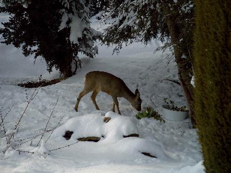 ein Reh im Garten eines Bekannten (des fleissigsten Zusenders von Schnee-Fotos)