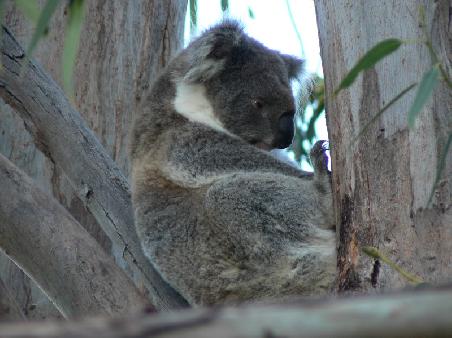 "Soll ich noch eine Flasche Bier trinken?" *hicks* (Koala bei Kennett River)