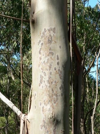"Dotty Tree" -> ein "belebter" Baum, aufgrund von Tier-"Strassen" unter der Rinde