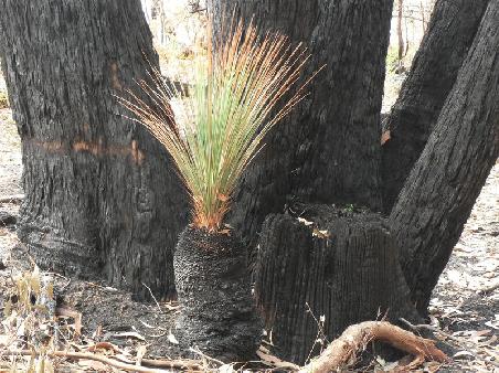 die Gras-Trees