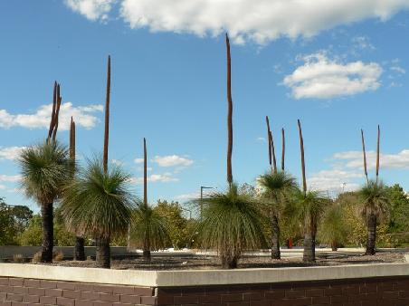 ausgewachsene Gras-Trees hinter dem Parliament House