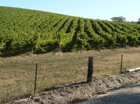 so sehen die Weinberge aus, auf denen die guten Trauben wachsen
