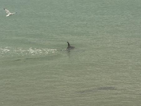 Moewe und Delphin bei Granite Island