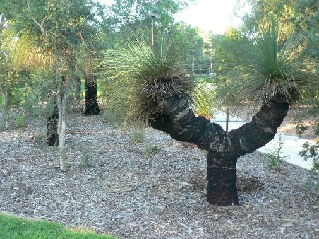 Gras Tree