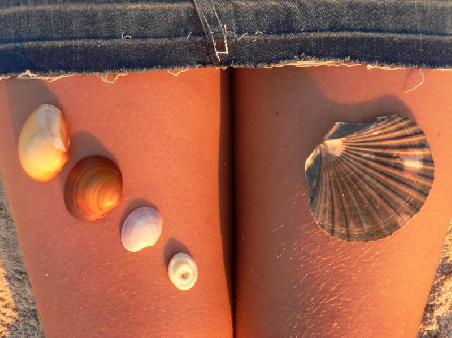 Muschelnsammlung