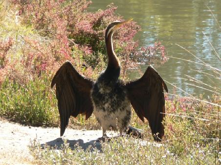 tierisches Sonnenbaden