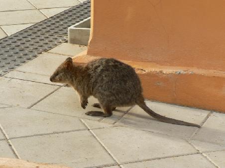 ein kleiner Quokkas