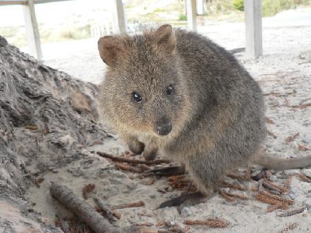 Quokka *süss*
