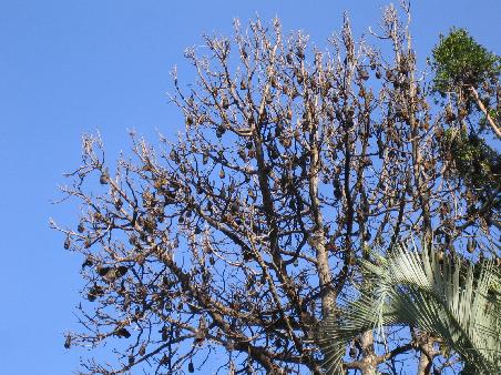 Flying Foxes in den Botanical Gardens
