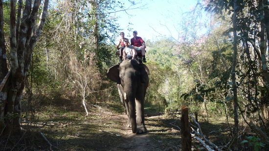 Ganz schönes Gewackel auf unserem Bullen.