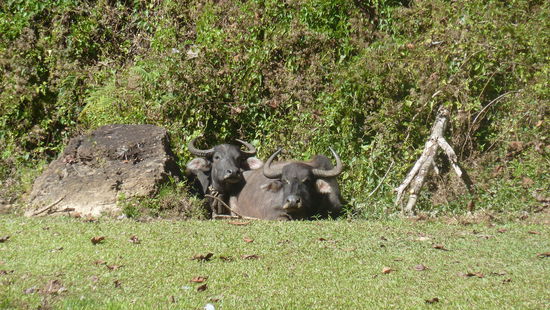 Die hat man erst gar nicht gesehen hinter dem Stein