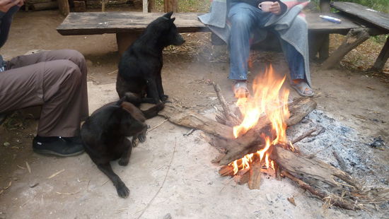 Die 2 Hunde. Saßen auch mit am Feuer. da sieht man es war echt kalt.
