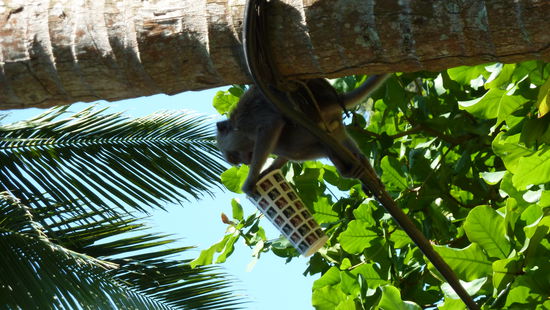 Dem kleinen schmeckte mein Pineappleshake...