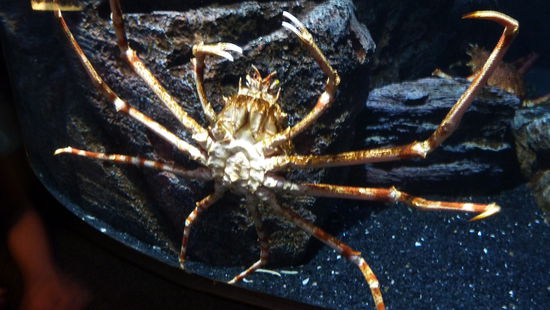 die armen viecher.. die waren echt riiiiiesig..