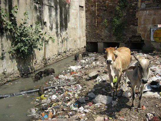 In einer Stadt muss alles und jeder auf engstem Raum zusammenleben. Menschen, Tiere und natürlich viel Müll.