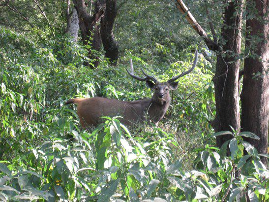Tiere in den Naturschutzparks haben hingegen um einiges mehr Platz zur Verfügung.