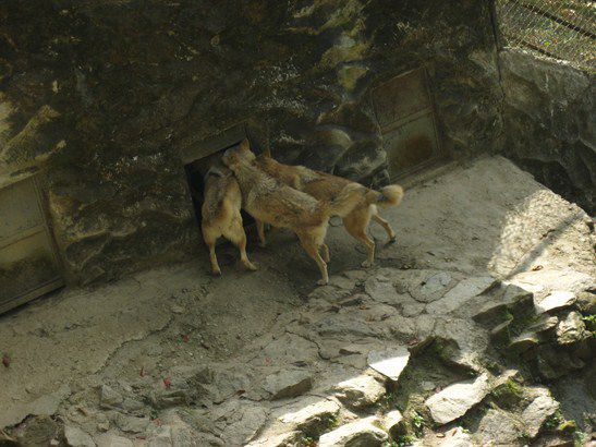 Auch im Zoo merkt man, dass man in Indien ist. Die Ablehnung sich anzustellen als Rache an der Kultur Englands?