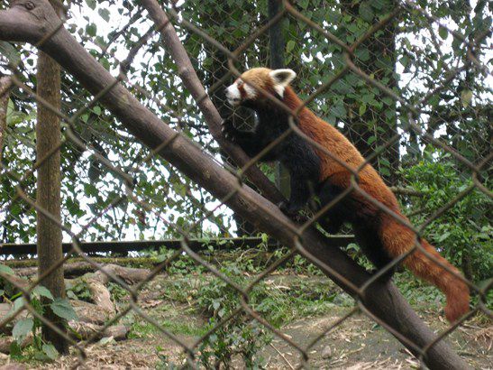 Die roten Panda haben es da schon einfacher.