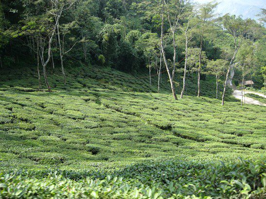Der Weg von Darjeeling nach Sikkim: Wir sehen Tee...