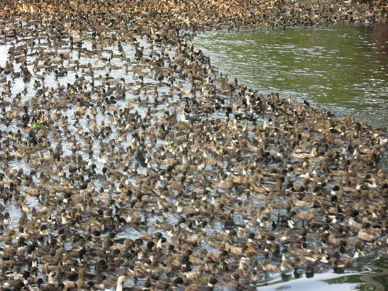 ...und die größte Ansammlung an Enten die vorstellbar ist.