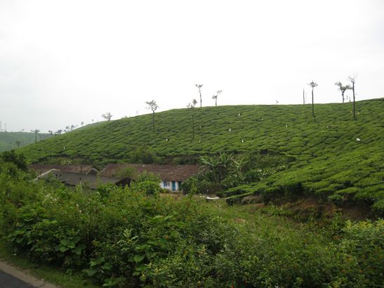 Von den Backwaters in die Ghats. Wir sehen (wieder einmal) Teeplantagen.